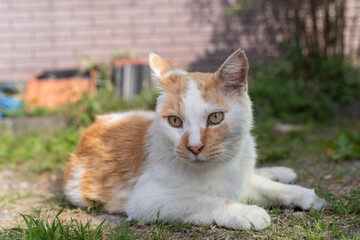 くつろぐ猫　茶白猫