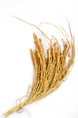 A bundle of dry organic ripe rice ear on white background