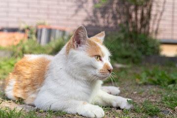 くつろぐ猫　茶白猫