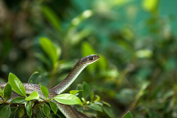 Indo-Chinese rat snake (Ptyas korros)
