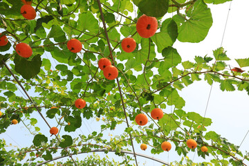 Beautiful pumpkin Gallery, North China