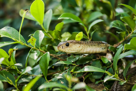Indo-Chinese rat snake (Ptyas korros)
