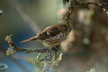 Lesser Redpoll 3