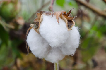 Closed up organic cotton flower in the farm ready for harvested