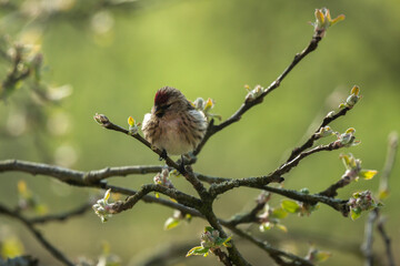 Lesser Redpoll 4