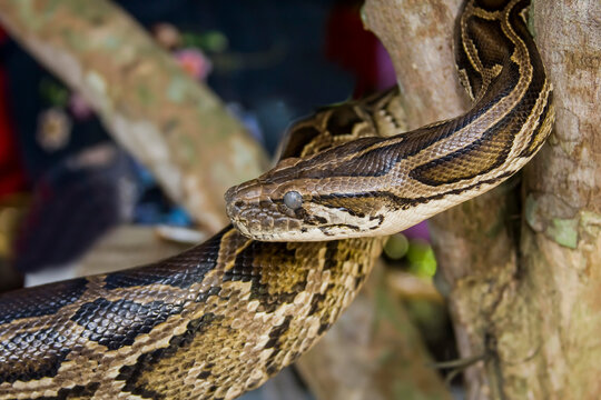 King boa, idol snake (Boa constrictor constrictor)