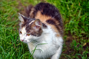 colorful cat walks on the grass