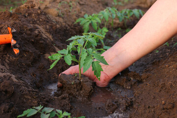 gardener's hands planting vegetable seedlings in the ground