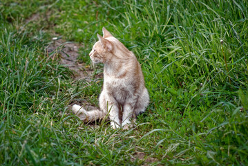Fototapeta premium red cat sitting in the grass