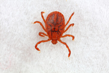 Hard tick on white background,  North China