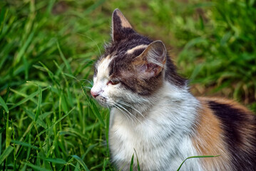 colorful cat walks on the grass