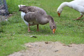 Gray goose is eatting grass in nature farm garden at thailand
