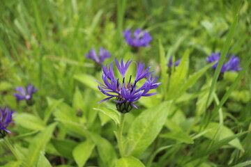 Berfglockenblumenblüten