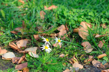 fallen autumn leaves