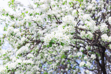 Apple tree blossom with lush white flowers on the branches. Spring nature background