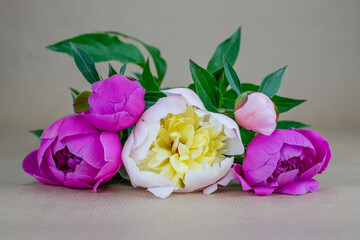 Bouquet with five pink and white peony (Paeonia Officinalis)