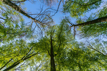 Tree crowns and a blue sky