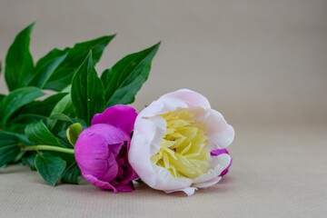 white and pink garden peonies - Paeonia Officinalis