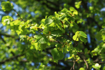 Fototapeta na wymiar Fresh bright green foliage on a birch branch against the blue sky on a sunny day, close up. Nature background