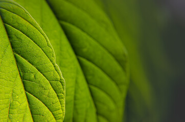 macro, close up Bright green leaf isolated on black background. Abstract texture, natural green background.