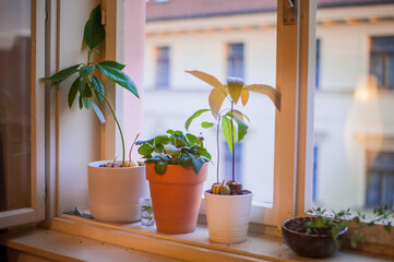 domestic home cosy plants avocado and strawberry on the window with and european facade on a background