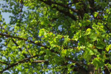 Fresh bright green foliage on a birch branch against the blue sky on a sunny day. Nature background