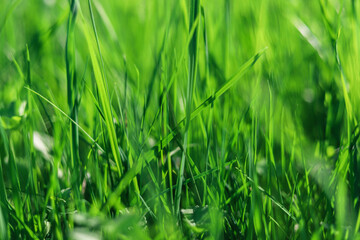 Fototapeta na wymiar Green fresh grass close up background. Nature texture