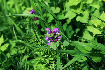 Lamium purpureum among the green wildflowers, close-up. Summer nature background 