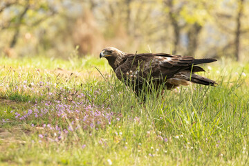 Adult female Golden Eagle in an oak forest with the first morning lights