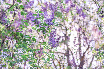 Morning sunbeams shine through the bushes of blooming lilacs. Spring nature background 