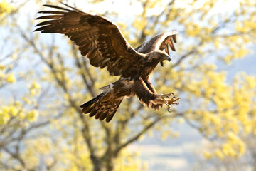 adult male Golden Eagle flying in an oak forest with the first light of day