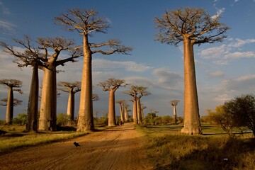Plakat Baobab trees near Morondava . Madagascar. Africa.