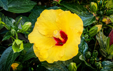 Obraz premium vivid yellow hibiscus Hawaiian flower closeup in the garden