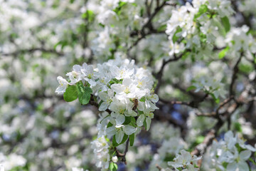Sunlight falls on white apple flowers, close-up. Spring nature background