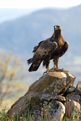Male Golden Eagle in an oak forest with the first light of day