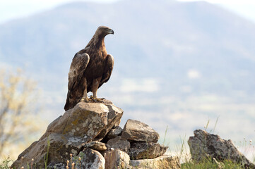 Male Golden Eagle in an oak forest with the first light of day