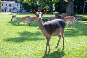 young shy fallow deer playing in the green meadow