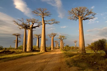 Schilderijen op glas Baobabbomen in de buurt van Morondava. Madagascar. Afrika. © Rostislav