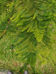 selective focus of green Jamaican pine tree branch closeup