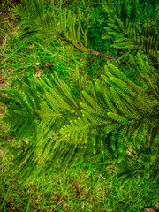 Selective focus of green Jamaican pine tree branch closeup