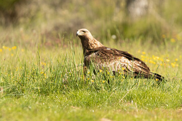 Golden eagle female in an oak forest with the first morning lights on a spring day