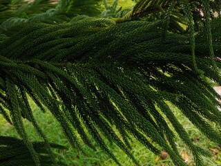Selective focus of green Jamaican pine tree branch closeup