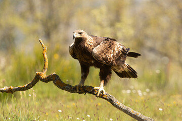 Golden eagle female in an oak forest with the first morning lights on a spring day