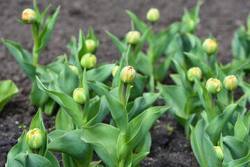 Obraz premium Green buds of young tulips bloom on the lawn