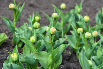 Green buds of young tulips bloom on the lawn