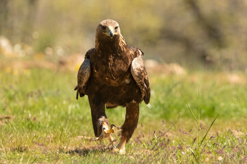 Male Golden Eagle in an oak forest with the first light of day