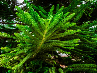 Selective focus of green Jamaican pine tree branch closeup