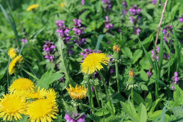 Yellow dandelions and purple lamb among green grass on a summer field, close up. Nature background 
