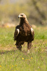 Male Golden Eagle in an oak forest with the first light of day