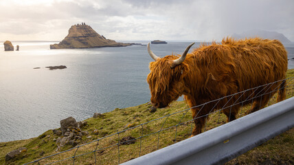 Faroe Islands - Aerial - Animals - Aircraft